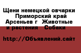 Щени немецкой овчарки. - Приморский край, Арсеньев г. Животные и растения » Собаки   